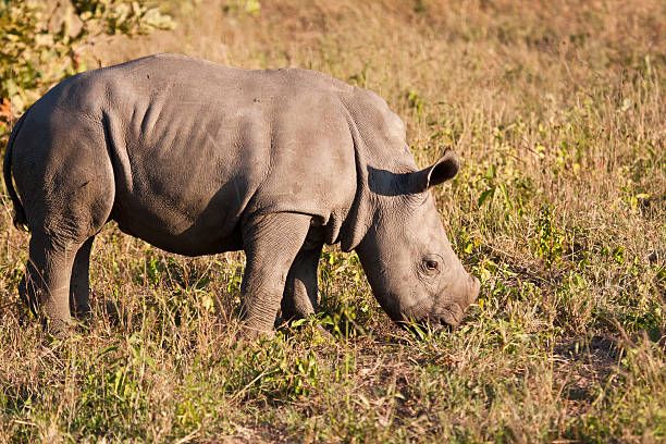 istock Rhino standing in nature calf 186035954