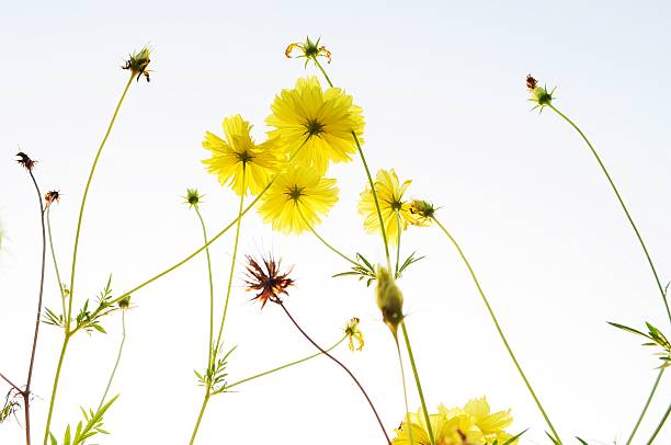 istock Yellow cosmos on the isolated white background 186035987
