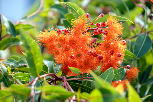 Beautiful Gum tree orange flowers and buds, Corymbia Ficifolia background with copy space, full frame horizontal composition