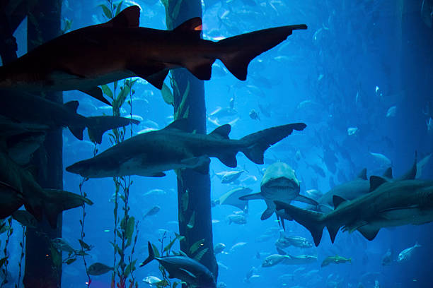 grande marine aquário de dubai - vitality sea aquatic atoll - fotografias e filmes do acervo