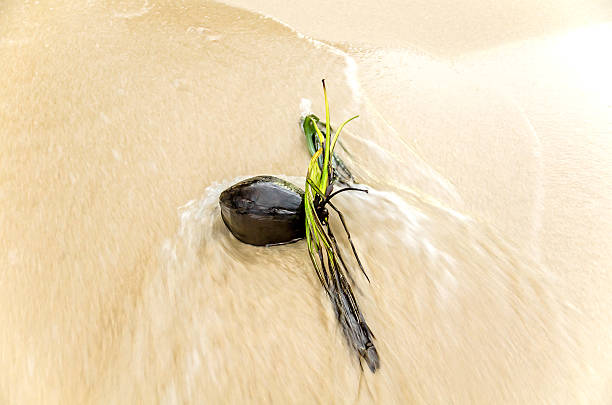 noce di cocco secca lavato in spiaggia - surfy foto e immagini stock