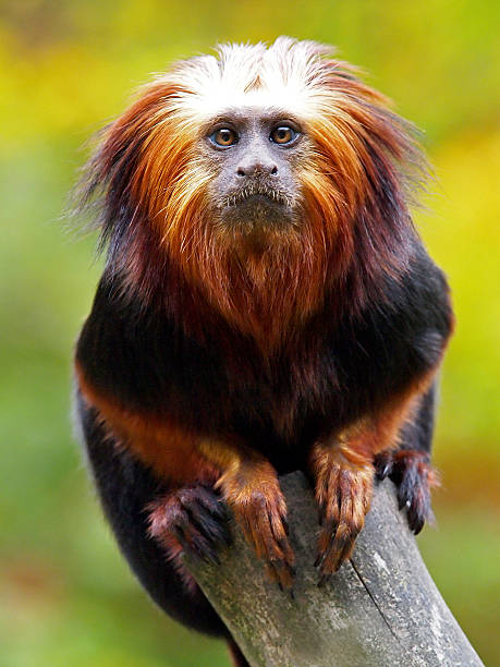 lion tamarin - tamarin neuweltaffen und hundsaffen stock-fotos und bilder