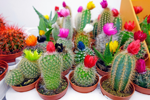 Various cactus with flowers