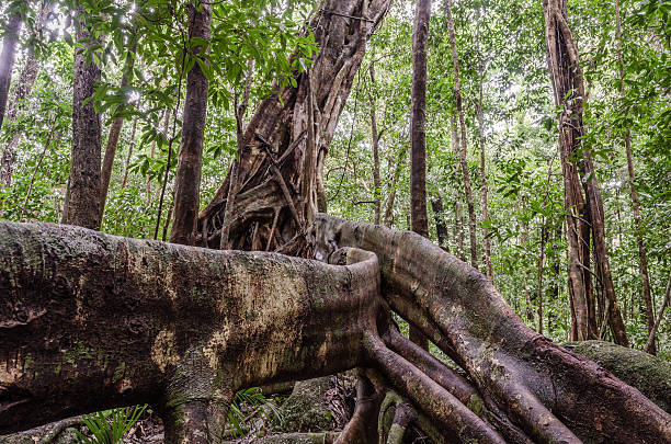 Mossman Gorge Tree A massive tree and it's root system located in the Daintree National Park, the rain forest of North Eastern  Australia. mossman gorge stock pictures, royalty-free photos & images