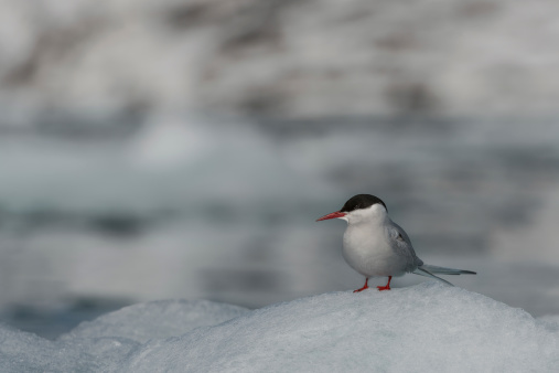 Arctic tern on ground