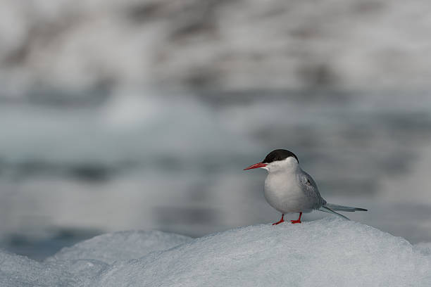 Arctic tern stock photo