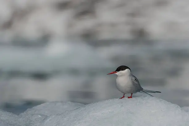 Taken in Svalbard in June 2013