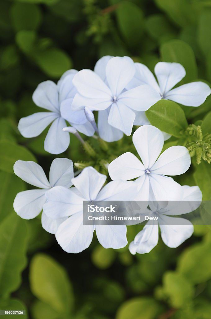 Plumbago fleur bleu - Photo de Affaires libre de droits