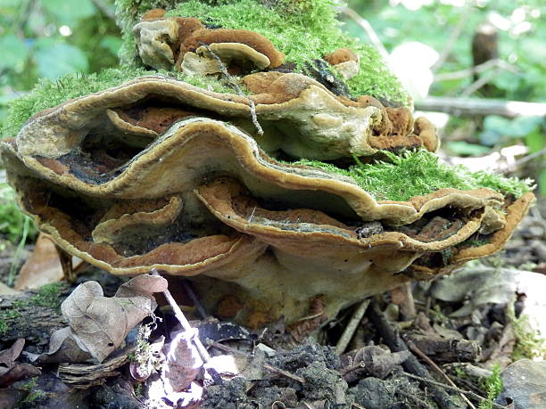 istock Chicken of the Woods mushroom 186037582