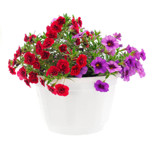 istock Bouquet of beautiful Calibrachoa. 1860378895