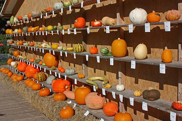 Fair of pumpkins in the garden in Ludwigsburg