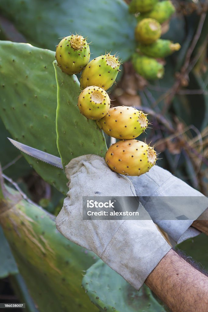 cuts off a Prickly Pear Adult Stock Photo