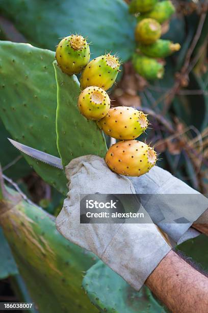 Cuts Off A Prickly Pear Stock Photo - Download Image Now - Adult, Backgrounds, Cactus