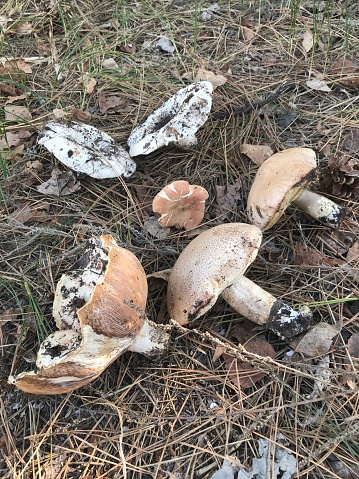 Mushrooms on the ground in pine forest