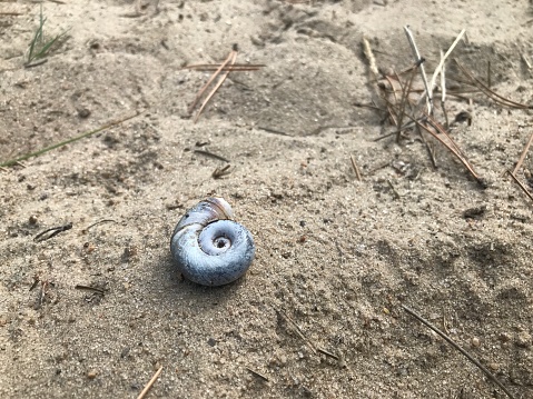 Shell on the ground in pine forest