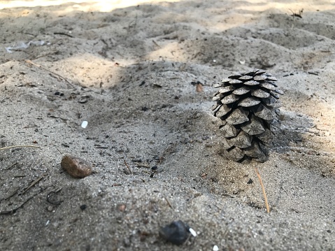 Pine cone on sand in pine forest