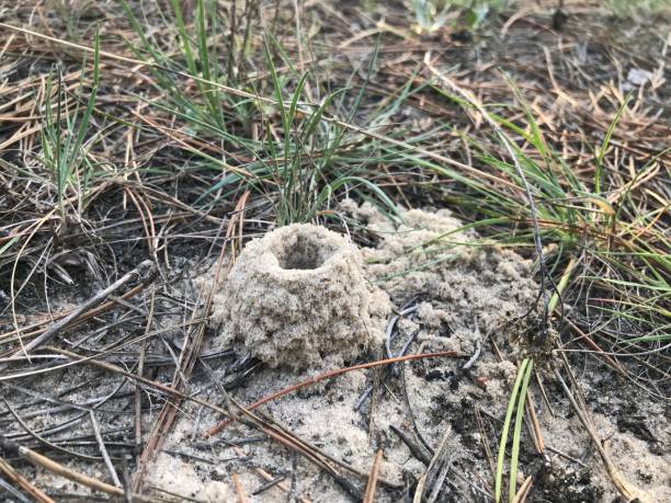 istock Sandy fortress made by insect in pine forest 1860392442