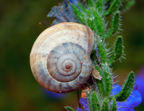 The term snail is the common name for gastropod mollusks with a spiral shell. There are marine, freshwater and land snails.