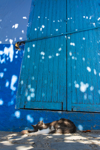 Cat sleeping in front of a door, in a blue painted street in the medina of Chefchaouen, Morocco