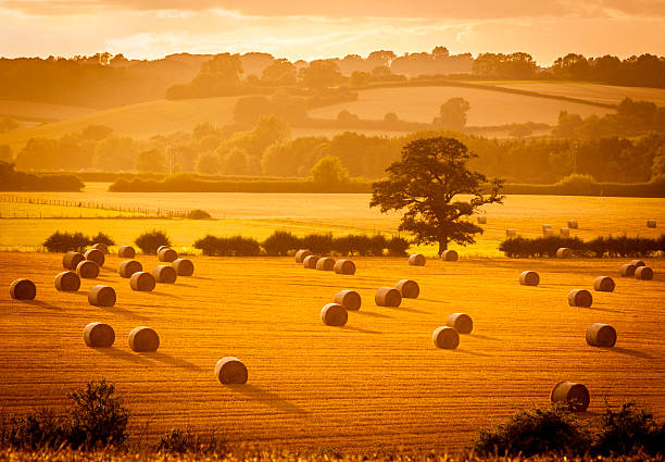 Golden hour hay bales A score of hay rounds cast long shadows in the warm evening sunlight bale stock pictures, royalty-free photos & images