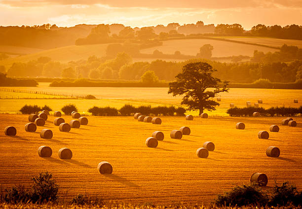 Golden hour hay bales A score of hay rounds cast long shadows in the warm evening sunlight golden farm stock pictures, royalty-free photos & images