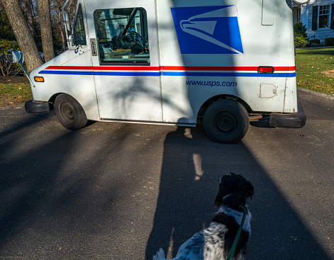 An English Cocker waiting for a treat from the mailman in the suburban town of Wellesley, MA