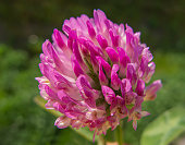 Close up of Pink Red Clover Flower in Green Blurred Background.