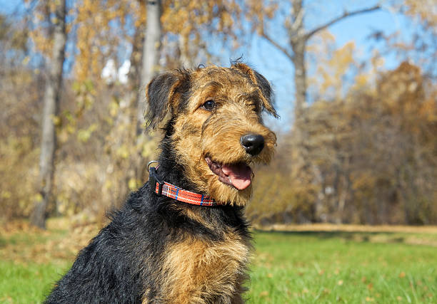 istock Airedale Close-up in the park 186040939