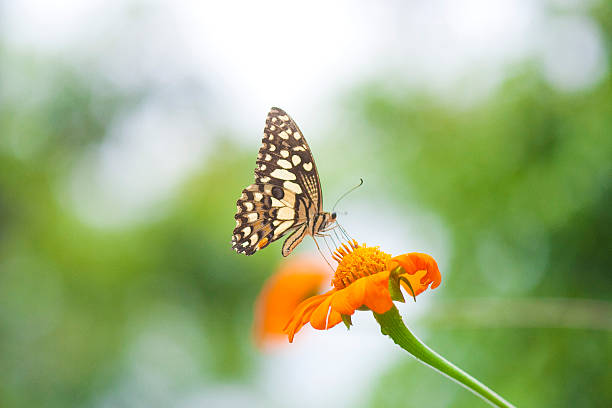 borboleta - butterfly flying tropical climate close to imagens e fotografias de stock