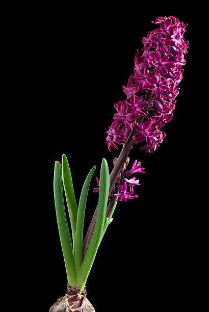 Purple hyacinth stock photo