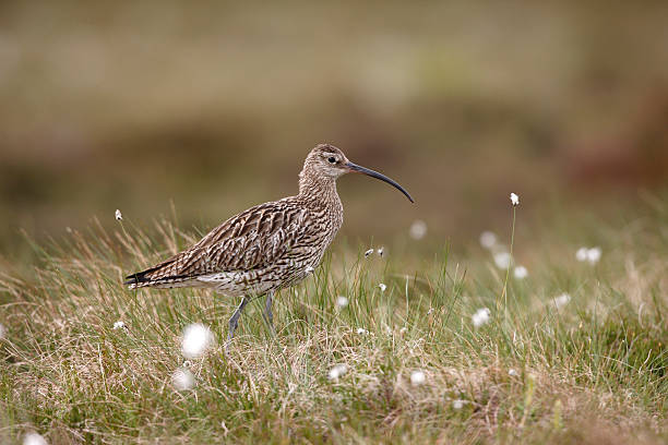 istock Curlew, Numenius arquata 186042188
