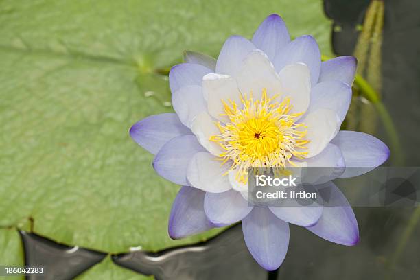 Foto de No Lago Com Lírio Dágua e mais fotos de stock de Cabeça da flor - Cabeça da flor, Colorido, Flor