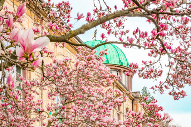 istock magnolia in front of the old building. 1860425387