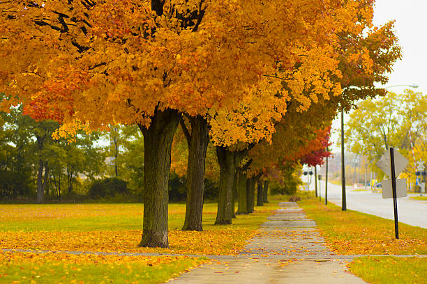 Autumn Beautiful foliage from the changing trees in ZIon, IL. hawthorn maple stock pictures, royalty-free photos & images