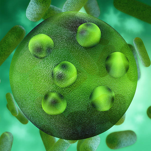 algue verte volvox aureus confectionné en 3d illustration - cell bacterium animal cell volvox photos et images de collection