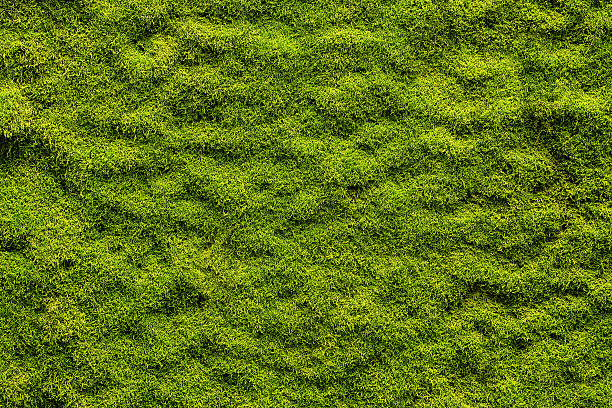 moss texture - green nature forest close up foto e immagini stock