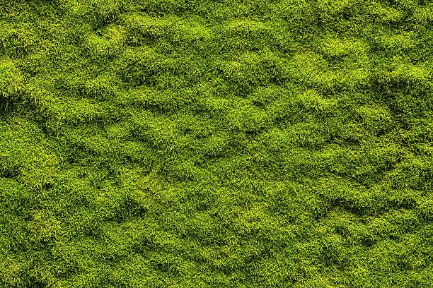 Photo of Moss texture