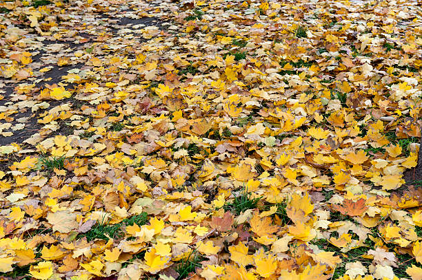 istock In a city park, autumn 186044331