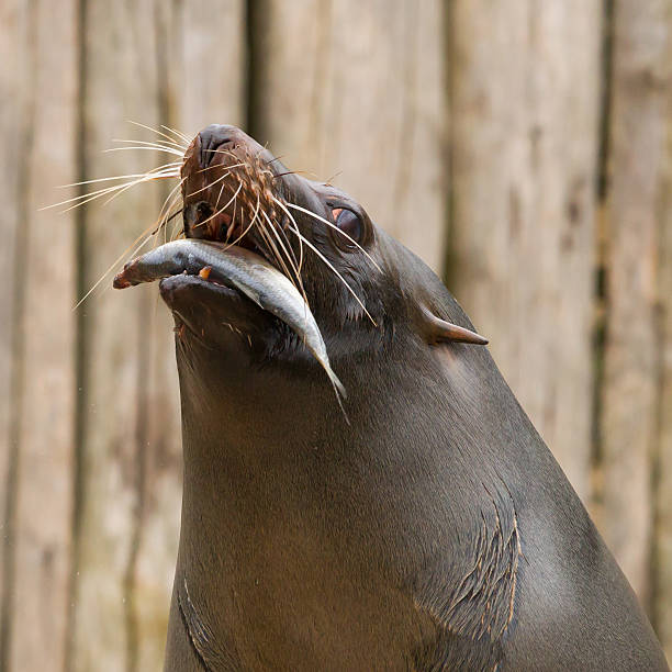 istock South American Sea Lion (Otaria flavescens) 186044570