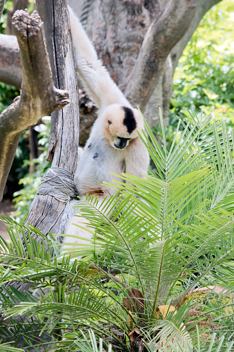 this is a female white cheeked gibbon in a tree