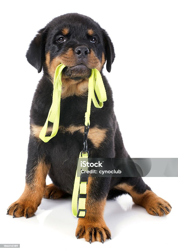 Rottweiler puppy holding leash in its mouth portrait of a purebred puppy rottweiler with leash in front of white background Pet Leash Stock Photo