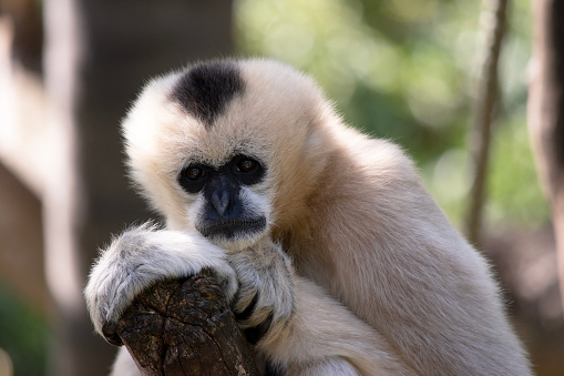 The female white cheeked gibbon is a golden color with a black face and no crest.