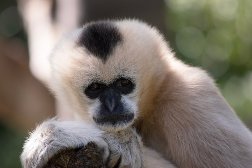 The female white cheeked gibbon is a golden color with a black face and no crest.