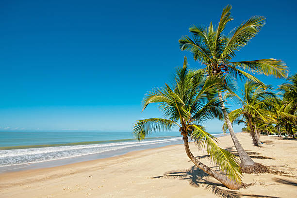 Scenic, palm lined beach with clear blue sky and water