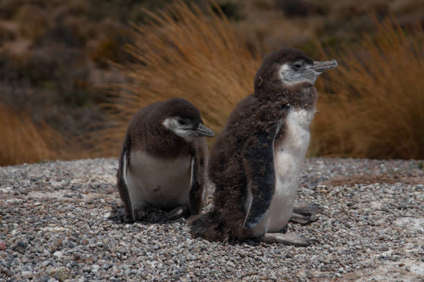 istock Baby magellanic penguin 1860457760