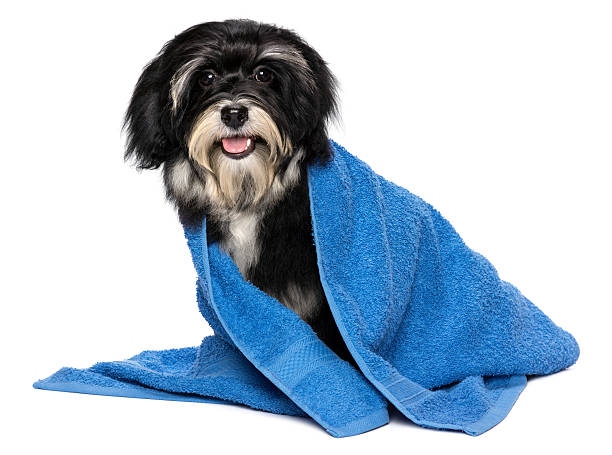 istock Happy dry havanese puppy after bath in a blue towel 186046189