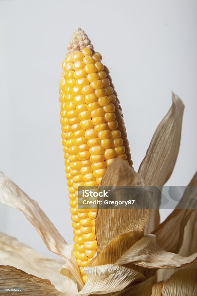 corn corn flower Agricultural Field Stock Photo