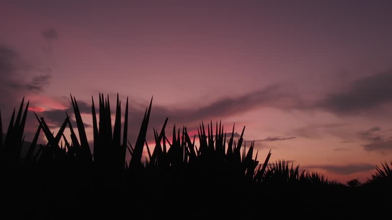 Backlit time lapse of agave plants at dusk