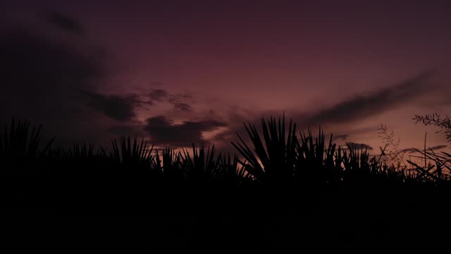 Agave tips in the sunset in Tequila Jalisco