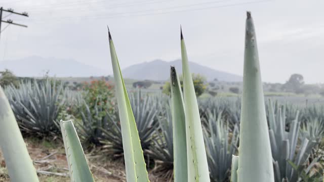 Agave tips